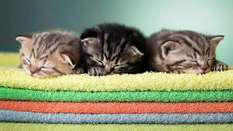 KittensSleeping