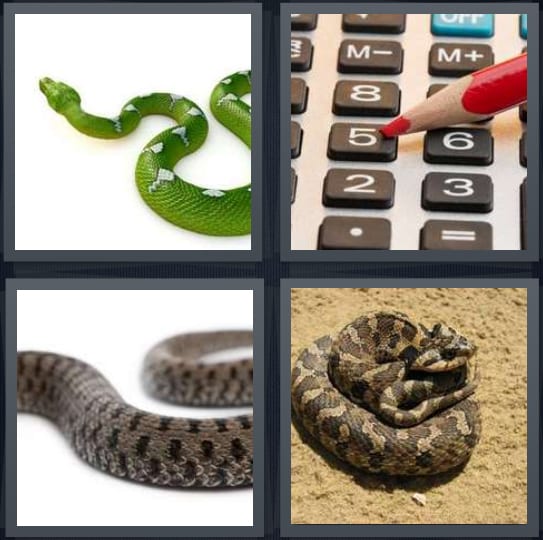 Snake, Calculator, Cobra, Rattlesnake