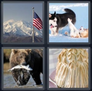 America, Husky, Bear, Meringue