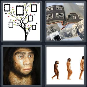 frames on family tree, old family photographs, caveman, evolution from chimp to human