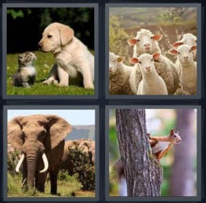 Dog, Sheep, Elephant, Squirrel