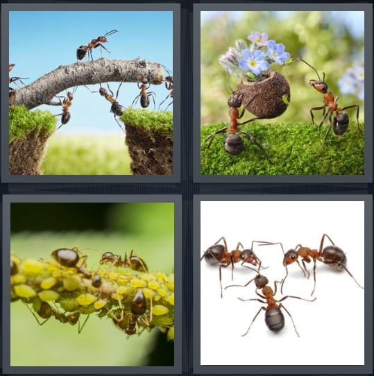 Ant, Flowers, Workers, Insect