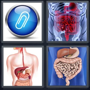 attachment icon for email, intestine in body, stomach in man, group of internal organs