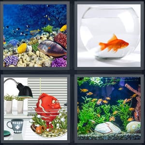 tropical fish underwater, goldfish in simple bowl, pet on desk under lamp, fish in tank