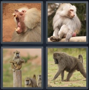 Mouth, Monkey, Primate, Gorilla