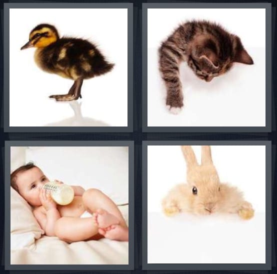 Duckling, Kitten, Child, Bunny