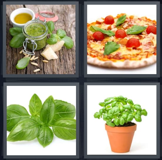 Pesto, Pizza, Herb, Plant