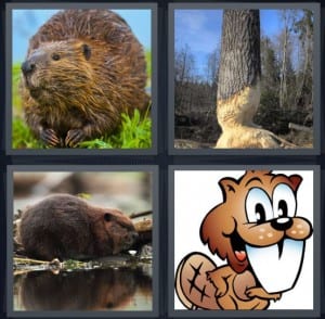 Forest, Tree, Rodent, Tooth