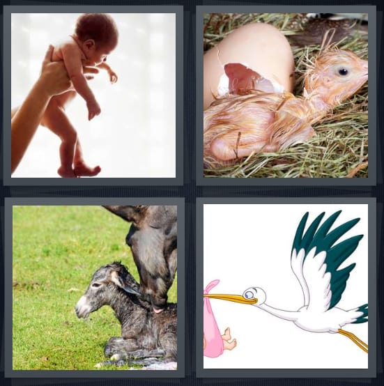 Baby, Hatch, Horse, Stork