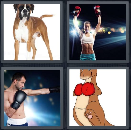 Dog, Champion, Hit, Kangaroo