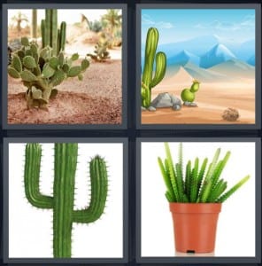 Desert, Mountains, Texas, Plant