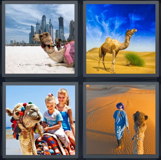 City, Desert, Ride, Animal