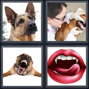 Dog, Vet, Teeth, Vampire