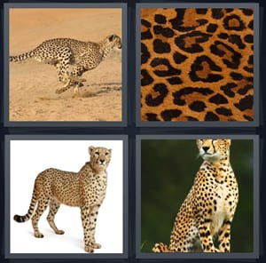 fast animal running in desert, spots on coat of animal, large wild cat, animal with spots in forest