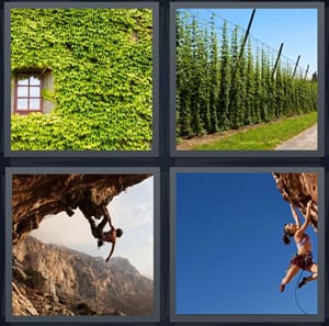 green ivy on front of building, hedge like tomato plants growing, person summiting mountain swinging, woman on a climb with ropes