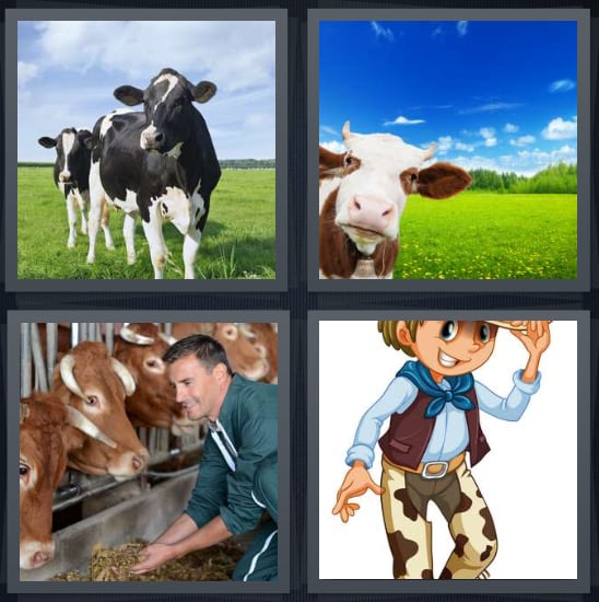 Dairy, Farm, Cattle, Cowboy