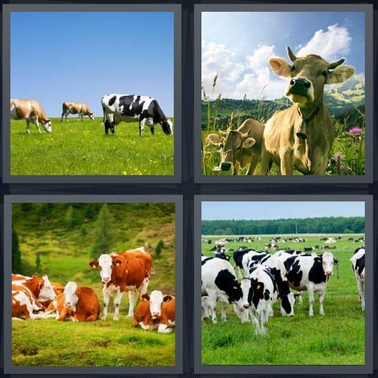 Bovine, Calf, Herd, Dairy