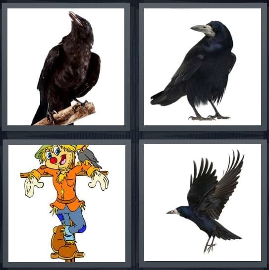 Raven, Bird, Scarecrow, Flight