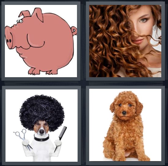 Pig, Hair, Afro, Dog