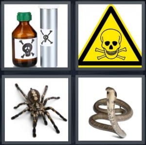 Poison, Danger, Spider, Snake