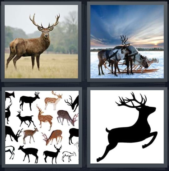 Buck, Reindeer, Animals, Bambi