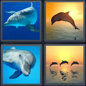 animal swimming in sea, sea animal jumping above water, sea mammal with long nose, animals leaping from ocean at sunset