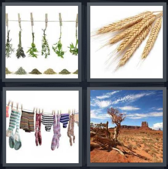 Herbs, Wheat, Laundry, Desert