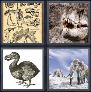 drawings of ancient skeletons, dinosaur with teeth bared, ancient bird with bill, wooly mammoth in snow with tusks