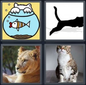 Fish, Jaguar, Lion, Cat