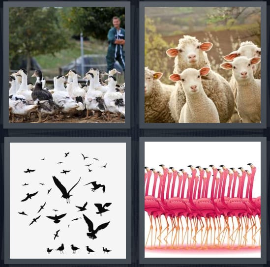 Ducks, Sheep, Birds, Flamingos