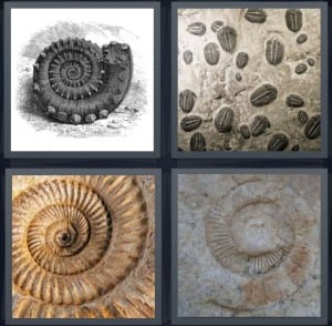 Shell, Trilobite, Curl, Rock