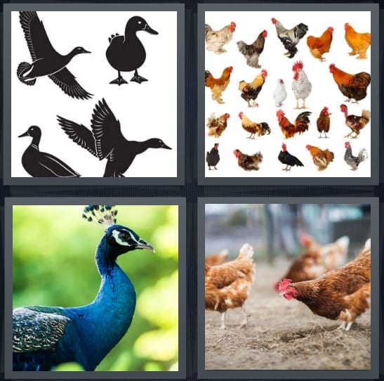 Birds, Hens, Peacock, Chicken