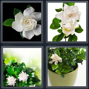 white flower in bloom, plant with bud flower, leaves on flowered plant, potted house plant