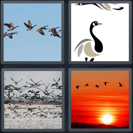 Flock, Bird, Fly, Sunset