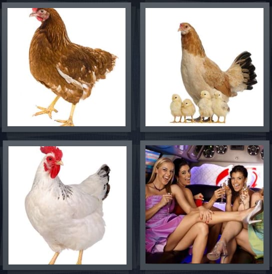 Bird, Chicks, Chicken, Bachelorette