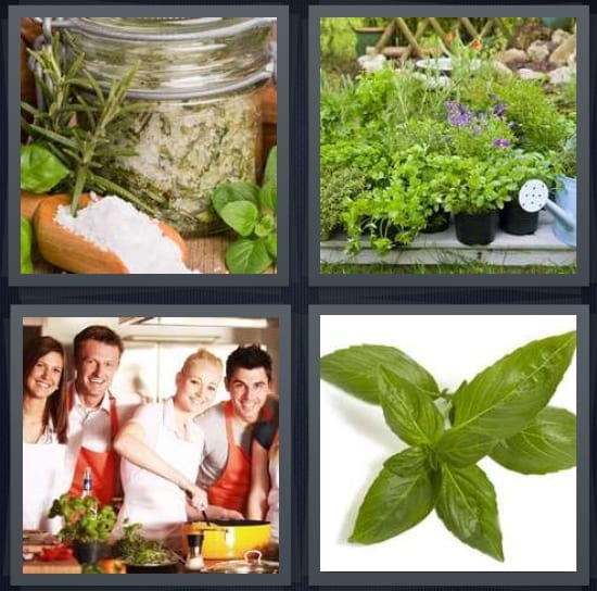 Rosemary, Plants, Chefs, Basil