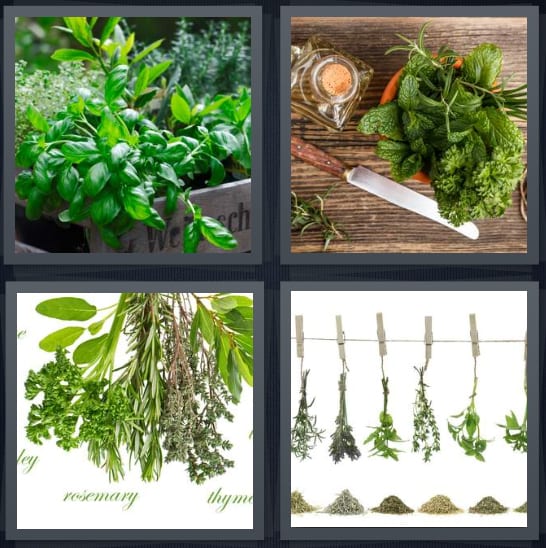 Basil, Mint, Rosemary, Dried