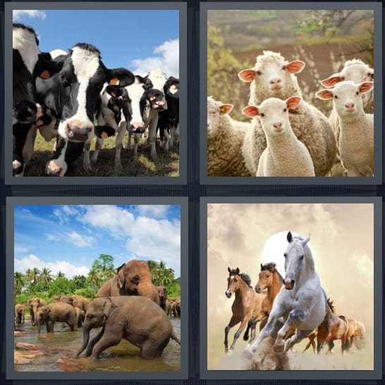 Cows, Sheep, Elephants, Horses