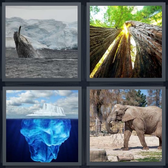 Whale, Redwood, Iceberg, Elephant