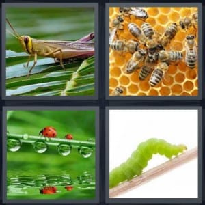 Grasshopper, Bees, Ladybug, Worm