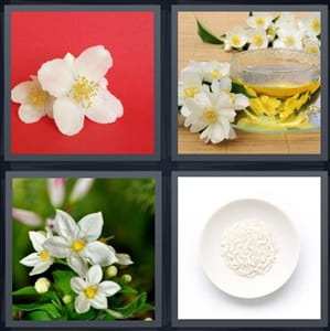 white flower, white flower yellow center with oil, plant with green leaves and white flower, rice in white bowl