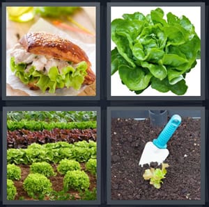 tuna sandwich on bun with greens, green leaves Boston bib, garden with leaves planted, planting small green leaf