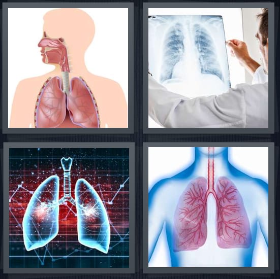 Respiratory, X Ray, Organs, Veins