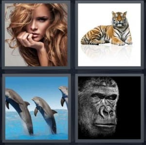 Human, Tiger, Dolphin, Gorilla