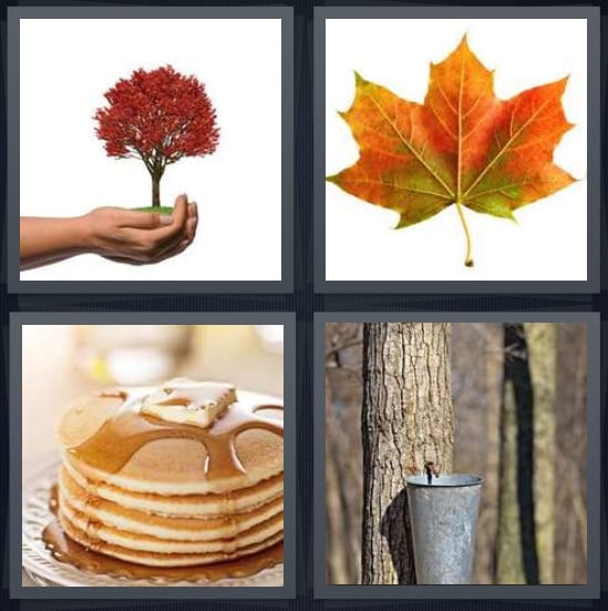 Tree, Leaf, Pancakes, Syrup