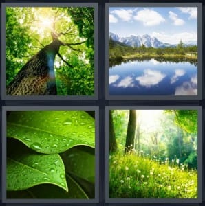 Tree, Lake, Leaf, Forest