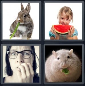 Bunny, Watermelon, Nervous, Hamster