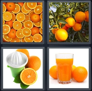 fruit in stack pile, Florida fruit tree with leaves, making juice with squeezer, glass of fresh squeezed juice