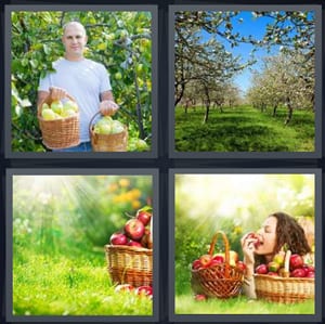 man holding baskets of picked apples, apple trees, basket of fruit in sunshine, woman eating fruit in grass