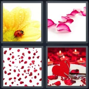 Ladybug, Rose, Flowers, Romance